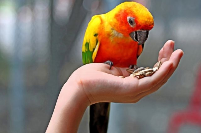 Cennet Papağanı Beslenmesi