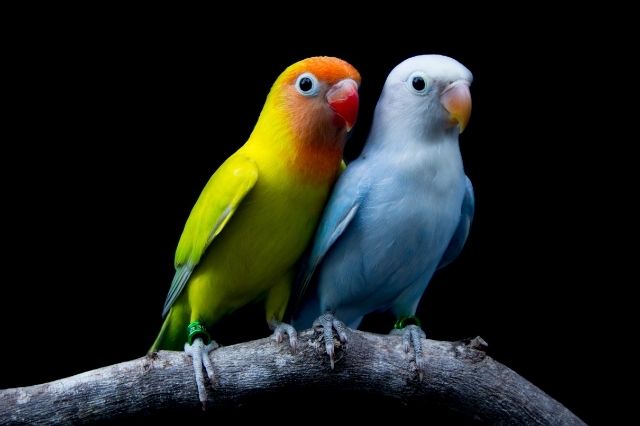 Cennet Papağanı: Renkli, Zeki ve Sevimli Ev Arkadaşınız