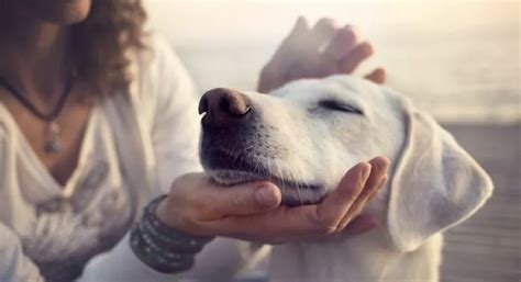 Farklı Köpek Irklarına Uygun İsim Tavsiyeleri