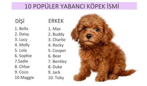 Komik Köpek İsimleri Önerileri