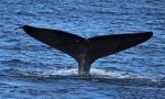 Sonsuz Yaşam: Balinalarda Menopozun Şaşırtıcı Bağlantıları ve Anlamları