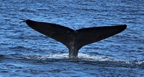 Sonsuz Yaşam: Balinalarda Menopozun Şaşırtıcı Bağlantıları ve Anlamları
