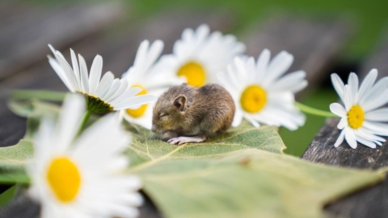 cin-astrolojisine-gore-burclar