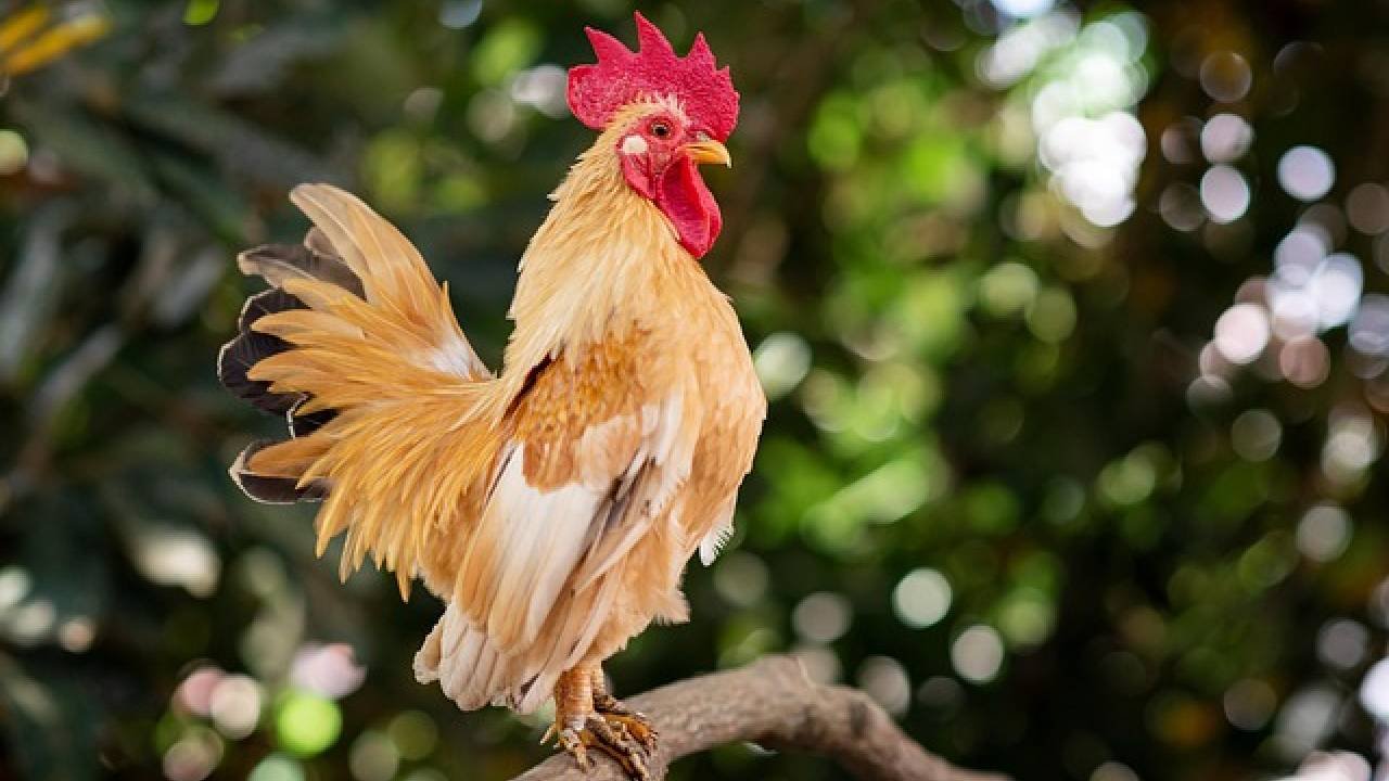 cin-astrolojisine-gore-burclar