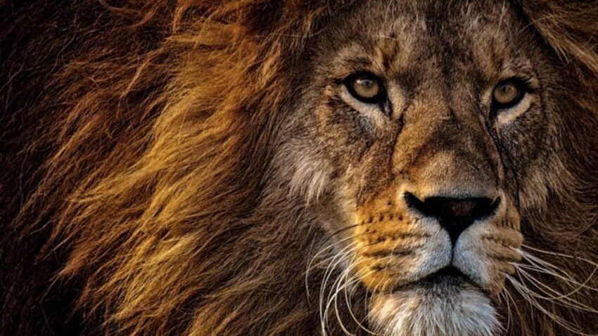 Aslan Burcu Erkeği Zaafları | 10 Bilinmeyen Zaaf