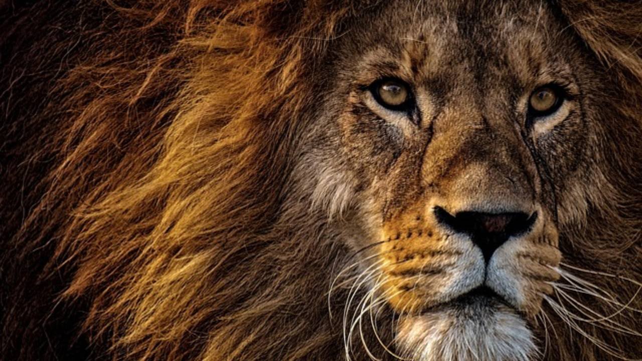 aslan-burcu-erkegi-zaaflari