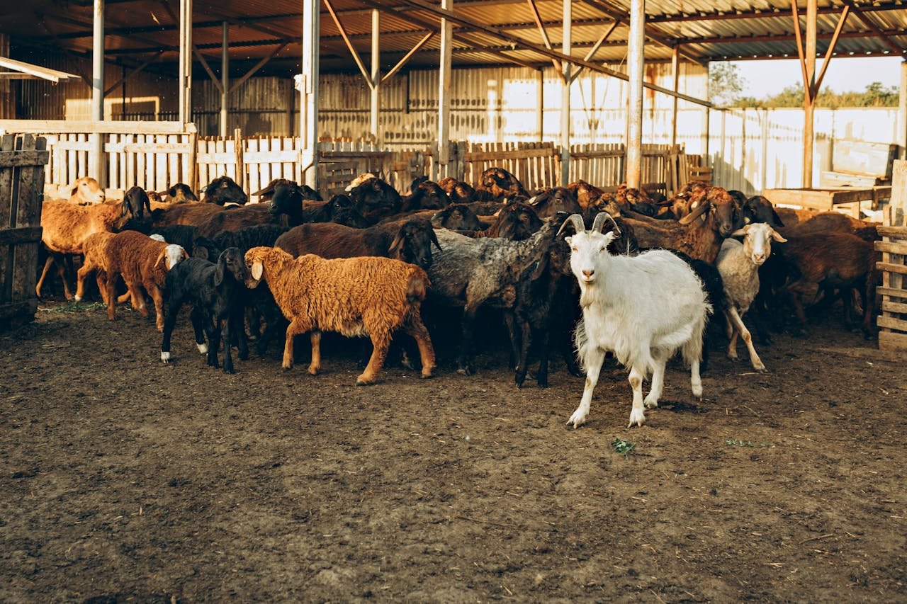 Küçükbaş Kurbanlık