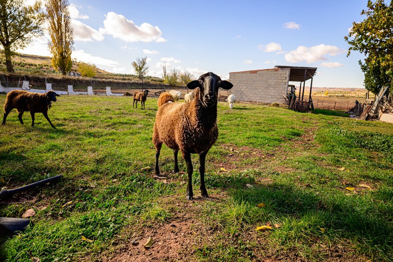 Küçükbaş Kurbanlık