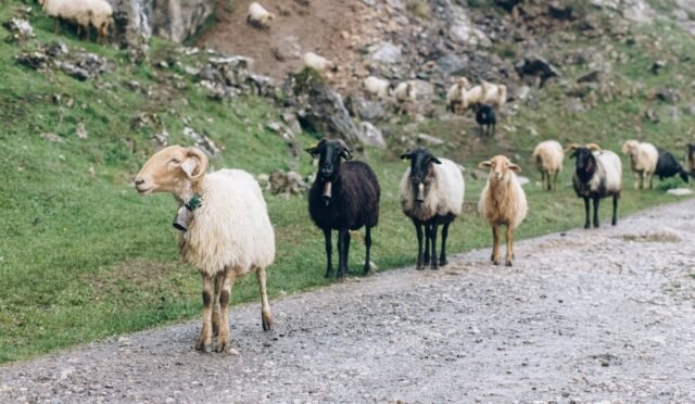 Küçükbaş Kurbanlık