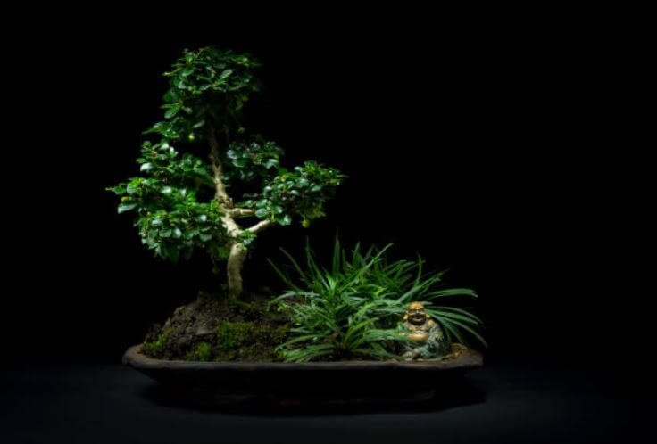 beyruni-bonsai-agaci-bakimi-1