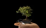 beyruni-bonsai-agaci-bakimi-4