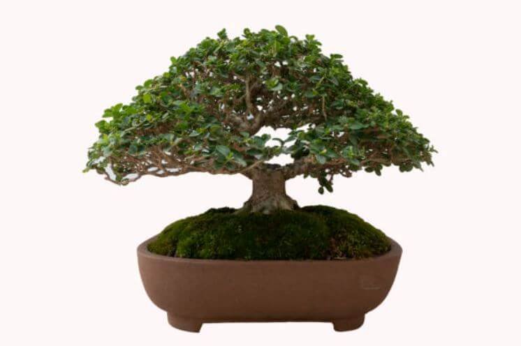 beyruni-bonsai-agaci-bakimi-4 (2)