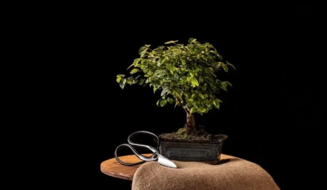 beyruni-bonsai-agaci-bakimi-4