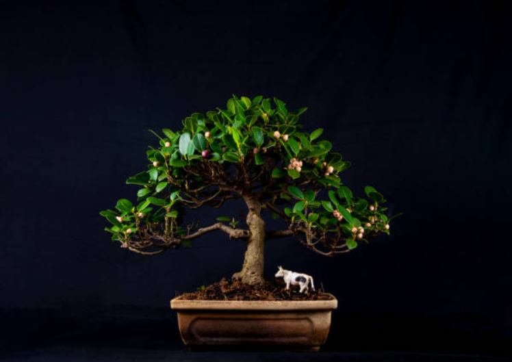beyruni-bonsai-agaci-bakimi-6