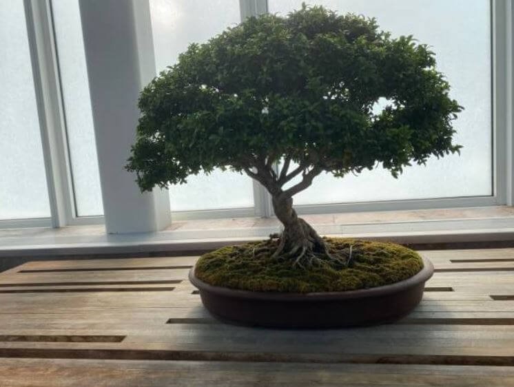 beyruni-bonsai-agaci-bakimi